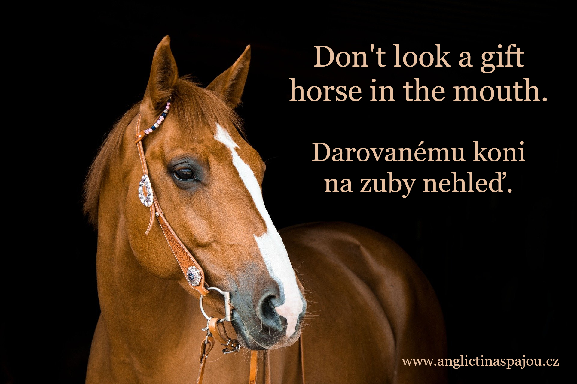 don-t-look-a-gift-horse-in-the-mouth-obr-zky-angli-tina-s-p-jou