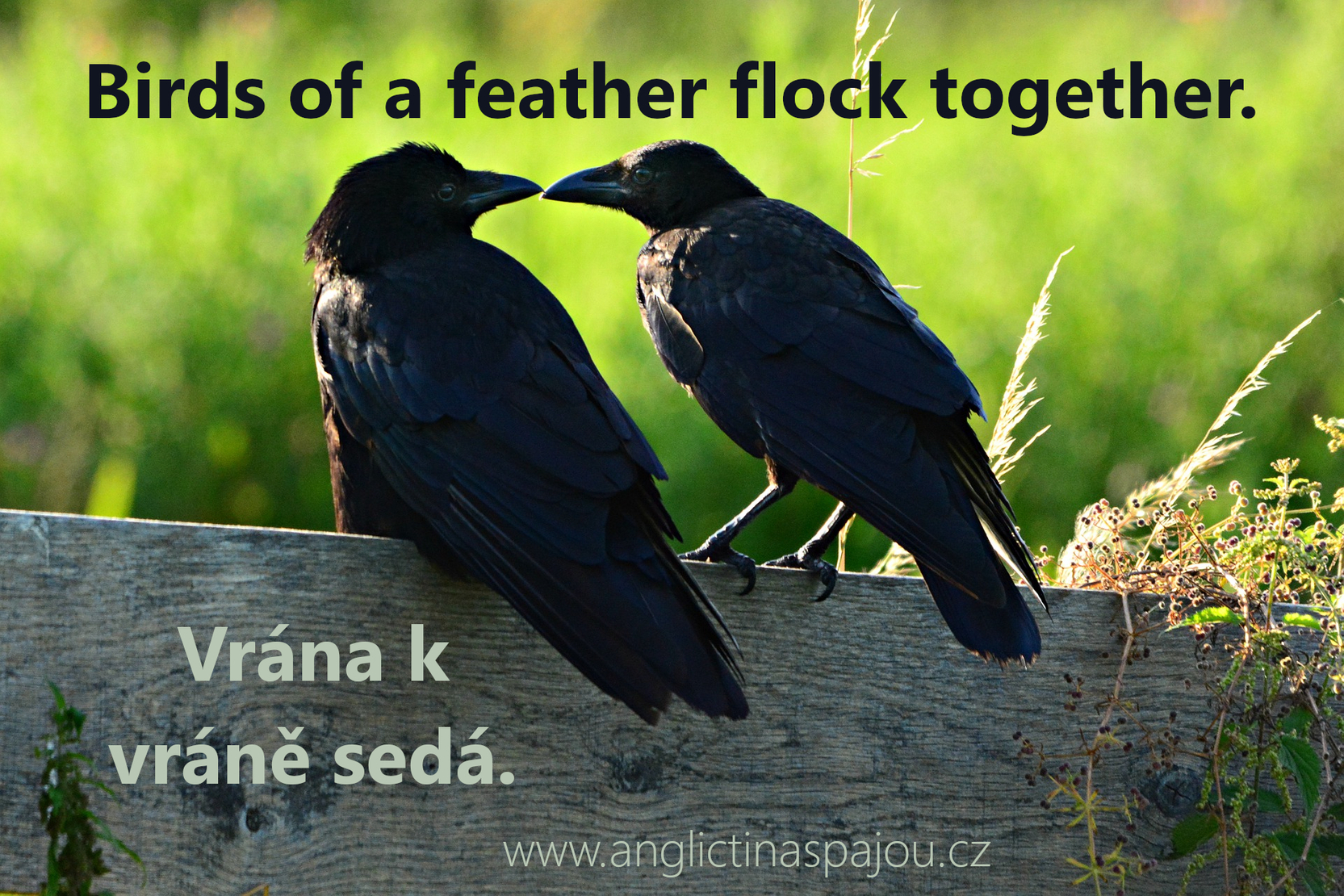 Birds of a feather flock together | Obrázky | Angličtina s Pájou